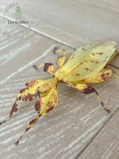 Phyllium Letiranti "Tataba" eggs (x30) - Oeufs de Phasmes - green or yellow