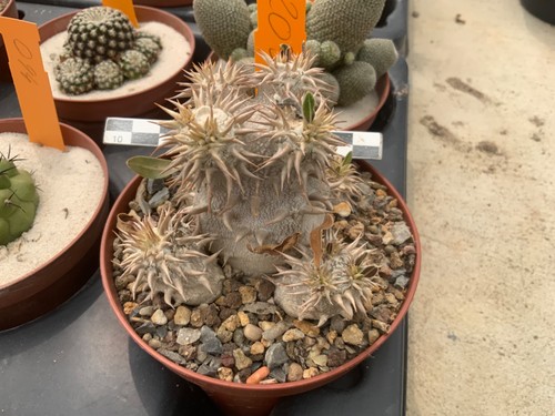 203 pachypodium densiflorum - 203,