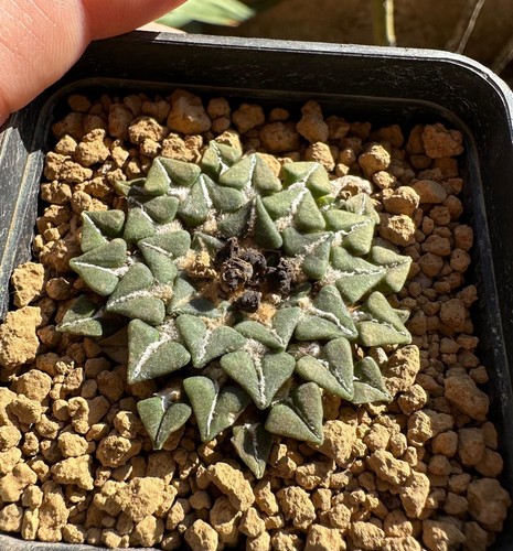 Ariocarpus kotschoubeyanus - , v