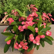 1 PIANTA DI EUPHORBIA MILII
