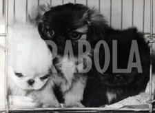 Foto vintage Animali, tre