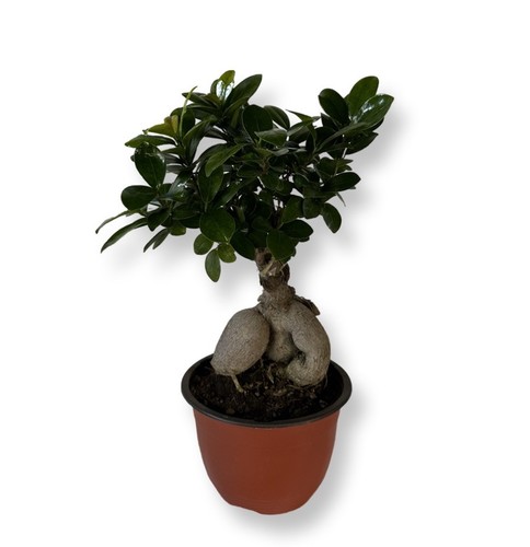 Bonsai ginseng ficus - bonsai,