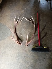 Palchi Di Cervo Coronato 6 Punte