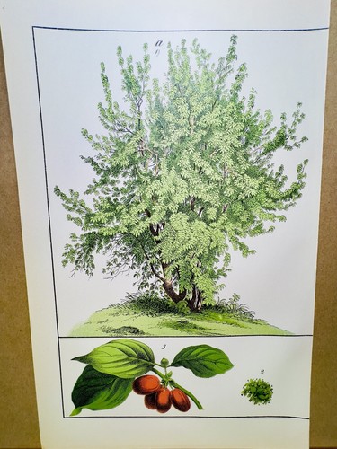 Antico poster bacche fiore - bacche,