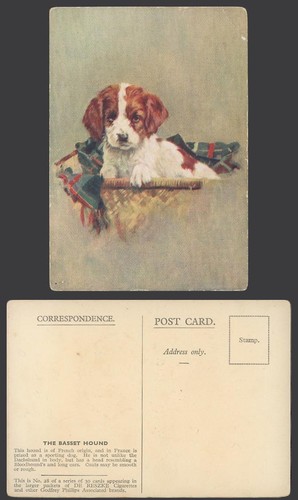 Basset hound sporting dog - hound,