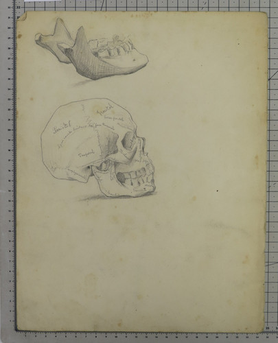 Disegno anatomico antico - disegno,