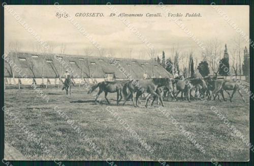 Grosseto città allevamento - grosseto,