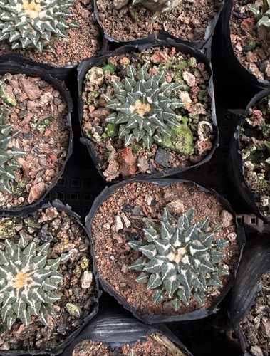 1pz 3cm ariocarpus - 1pz,