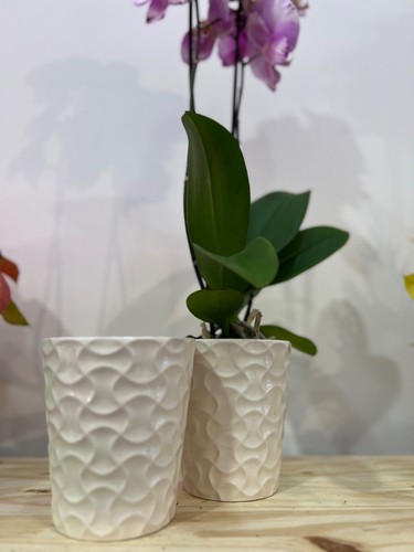 Set vasi per orchidea in - vasi,