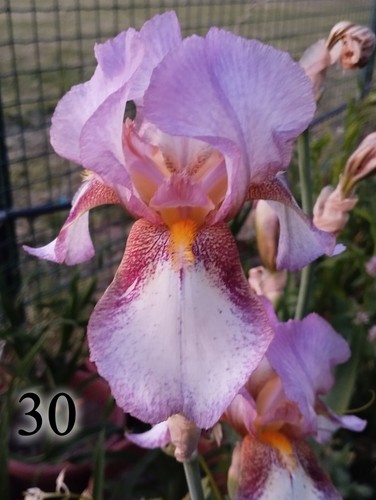 Rizoma iris germanica - 1,