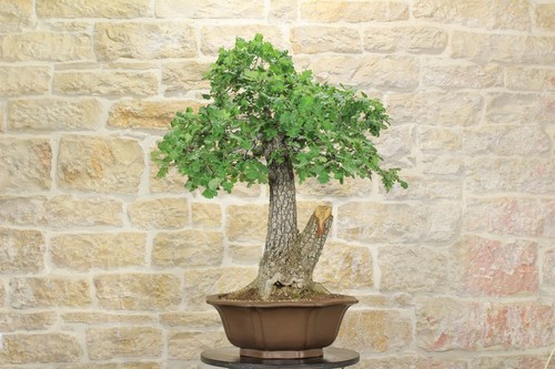 Bonsai yamadori quercia - bonsai,