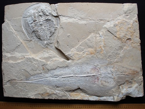 Rhinobatos unica - 61,