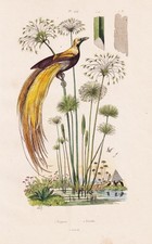 Paradisaea Uccello Del Papiro