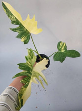 Philodendron Florida Beauty x