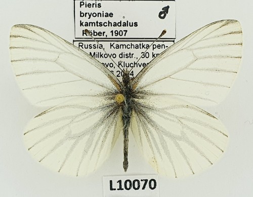 Pieridae pieris bryoniae - pieridae,,
