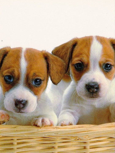 Jack russell terrier - jack,