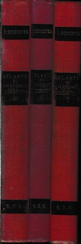 Atlante anatomia - atlante,