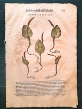 MATTIOLI MATTHIOLI Erbario a