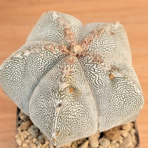Astrophytum onzuka pot - onzuka, 10