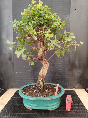 Bonsai quercia sughero - bonsai,