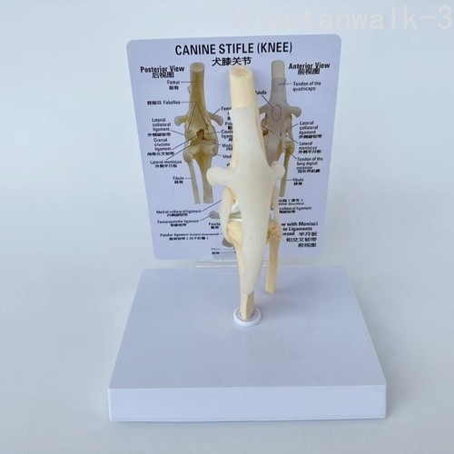 Modello ginocchio cane pz - ginocchio,