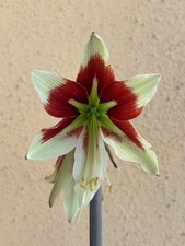 Hippeastrum LPn1 X Bukasovii -