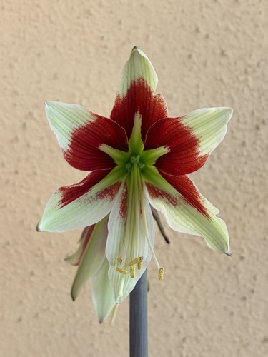 Hippeastrum lpn1 bukasovii - bukasovii,