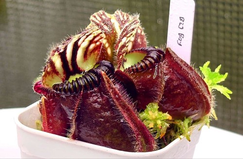 Cephalotus big boy large - cephalotus,