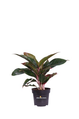 Pianta aglaonema varietà - pianta, di