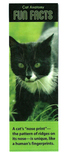Segnalibro gattino gatto