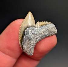 Dente di squalo tigre alta