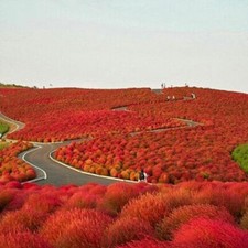 KOCHIA SCOPARIA ROSSA Tricophylla "Falso cipresso", 50 semi + OMAGGIO