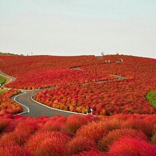 Kochia scoparia rossa - kochia,
