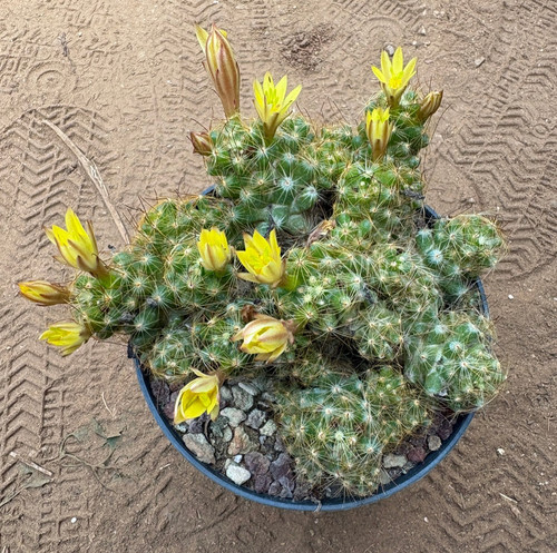 Mammillaria surculosa cactus - surculosa,