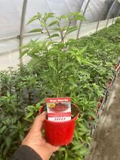 NON DISPONIBILE PIANTA PEPERONCINO PICCANTE NAGA KHORIKA ALTA QUALITÀ VASO 14
