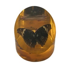 FARFALLA DA COLLEZIONE