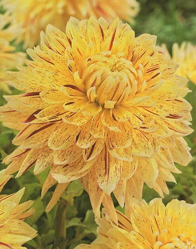 Gioielli dalie fiore - 1, 3