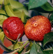 Pianta di Clementino Rosso