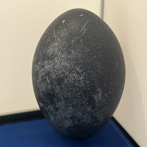 Emu egg 13cm - 13cm, tall