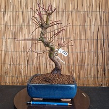 Bonsai di Acero Yamamomiji h