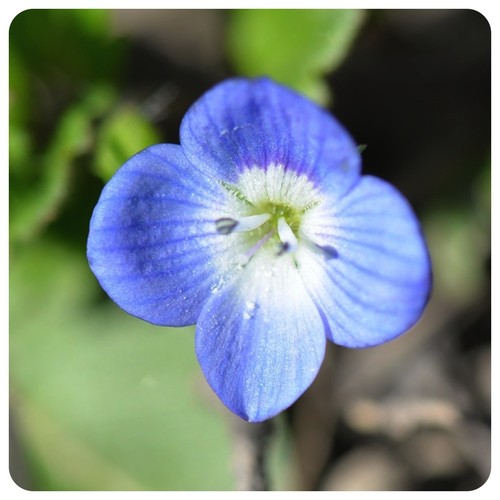 Bachbunge veronica beccabunga - veronica,