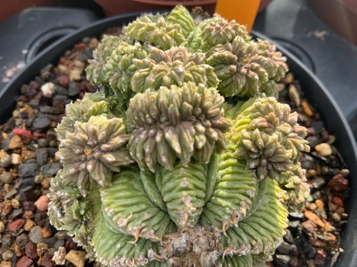183 aztekium ritteri - 183,