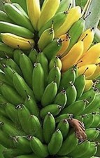 Musa - Dwarf Cavendish - 4