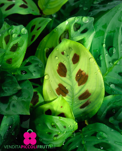 Pianta maranta leuconeura - pianta, di