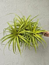 Air Plants. Giant Tillandsia