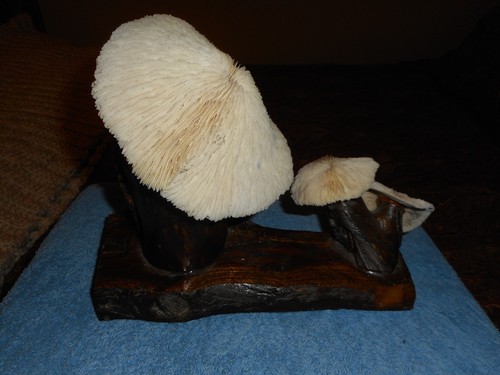 Scultura fungo corallo