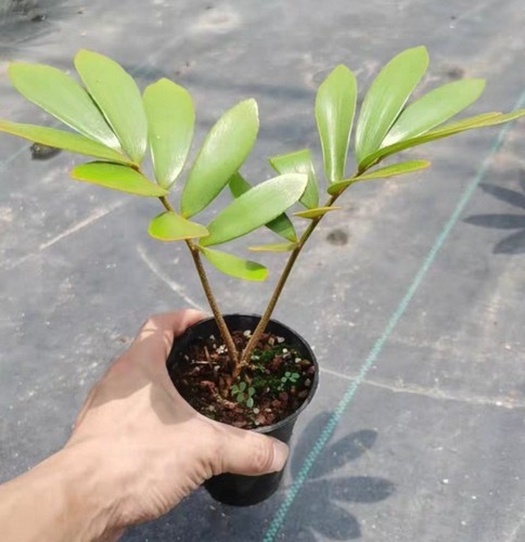 Pezzi raro zamia - pezzi,