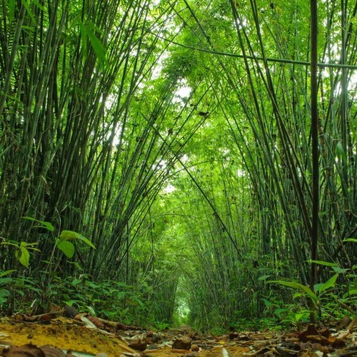 Moso bamboo semi - moso,