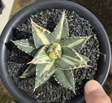 Sale Rare Cacti Live Agave