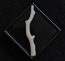 Corallo giapponese non tinto